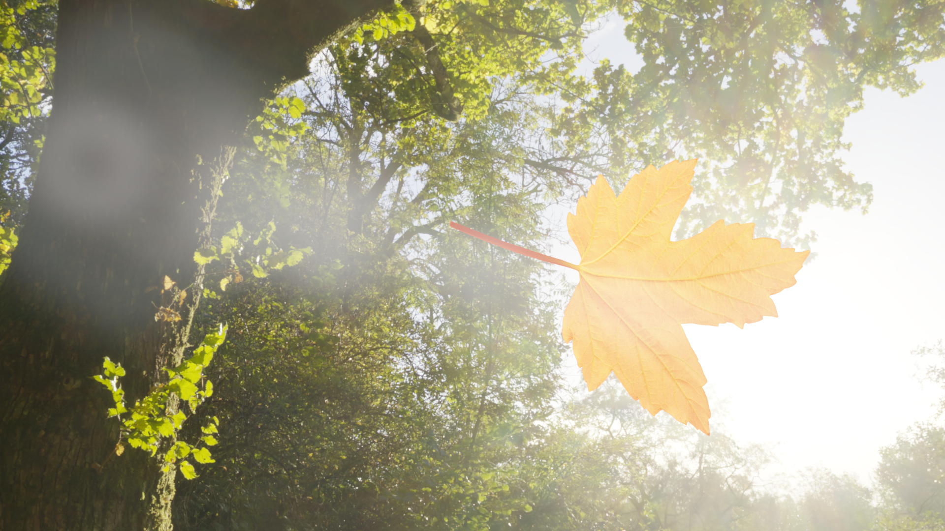 Falling leaf in the woods